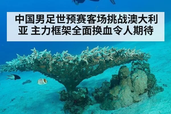 中国男足世预赛客场挑战澳大利亚 主力框架全面换血令人期待