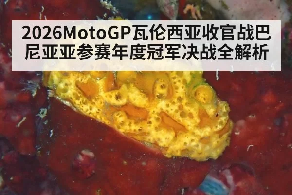 2026MotoGP瓦伦西亚收官战巴尼亚亚参赛年度冠军决战全解析